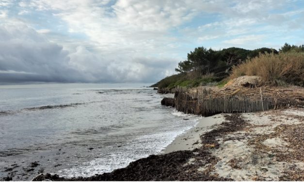 Adoption d’une charte d’engagement en faveur de la préservation des banquettes de posidonie sur les plages