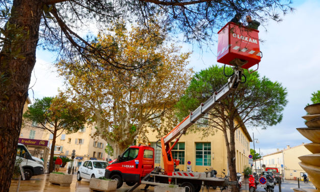 Les coccinelles : une solution naturelle pour protéger nos pins